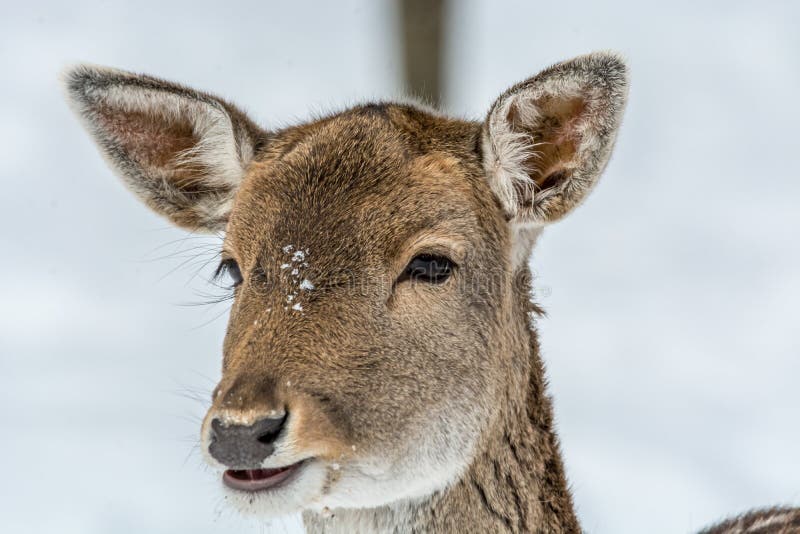 Portretul unui bambi minunat într-o pădure de zâne acoperită cu zăpadă royalty free stock photography