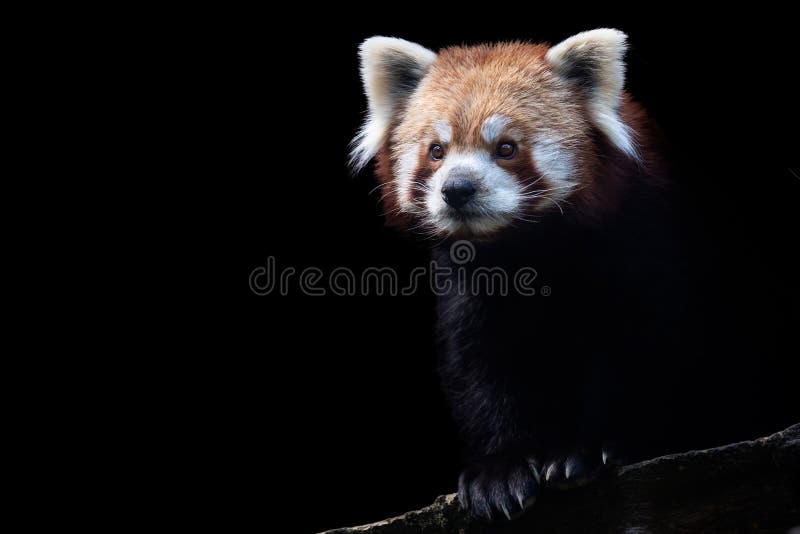 Portretul unui panda ailurus roșu stock image