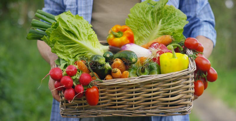 Portretul unui tânăr fermier fericit care deține legume proaspete într-un coș. privind contextul naturii conceptului de biologie b stock image