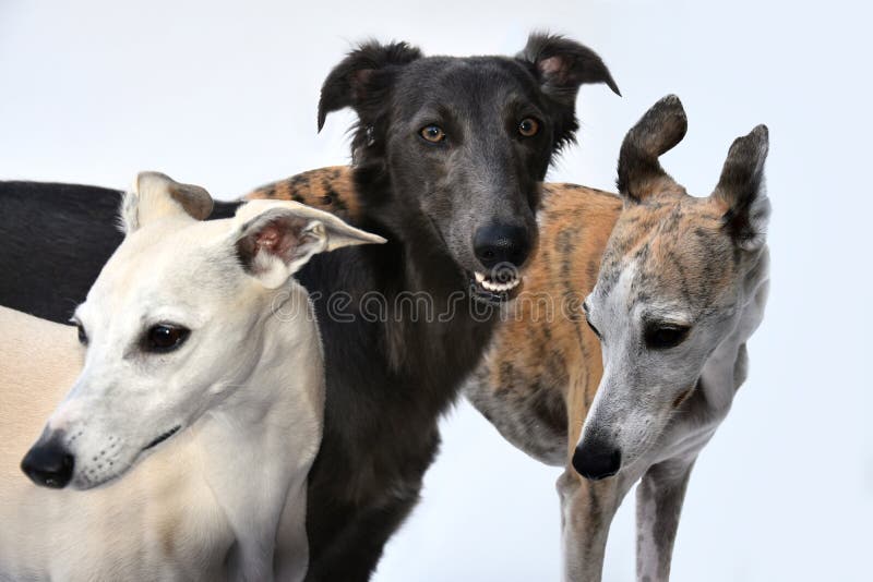 Portrety trzy whippets z wdziękiem fotografia stock Portrety trzy whippets z wdziękiem fotografia stock