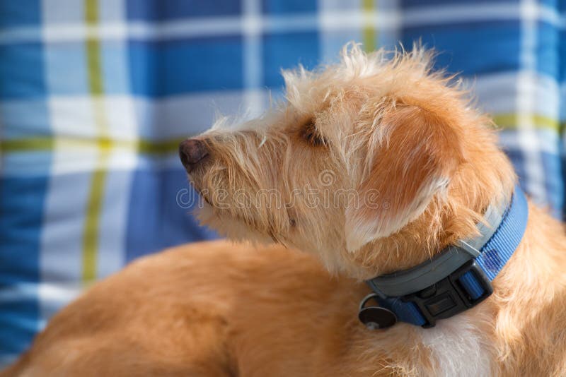 Portriat wenig Querzuchthund lizenzfreie stockfotos