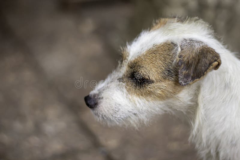 Porträt des weißen Hundes auf dem Bodenbraunziegelstein lizenzfreie stockbilder Porträt des weißen Hundes auf dem Bodenbraunziegelstein lizenzfreie stockbilder