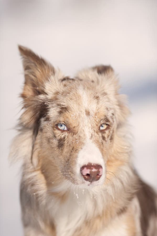 Border Collie, Das Den Tunnel Herausnimmt Stockfoto - Bild von nett