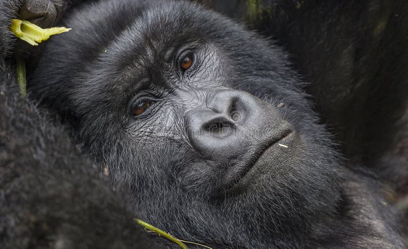 Guhonda Silverback Gorilla full size photograph in Virunga National Park munching leaves, Rwanda, Africa. Guhonda Silverback Gorilla full size photograph in Virunga National Park munching leaves, Rwanda, Africa