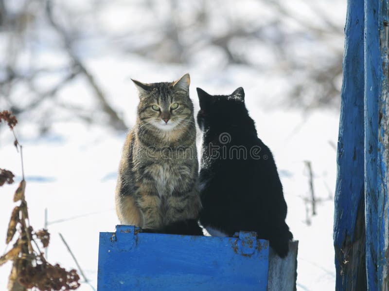 Porträt der lustigen netten Katze zwei, die draußen auf einem sonnigen Frühling sitzt lizenzfreie stockbilder Porträt der lustigen netten Katze zwei, die draußen auf einem sonnigen Frühling sitzt lizenzfreie stockbilder