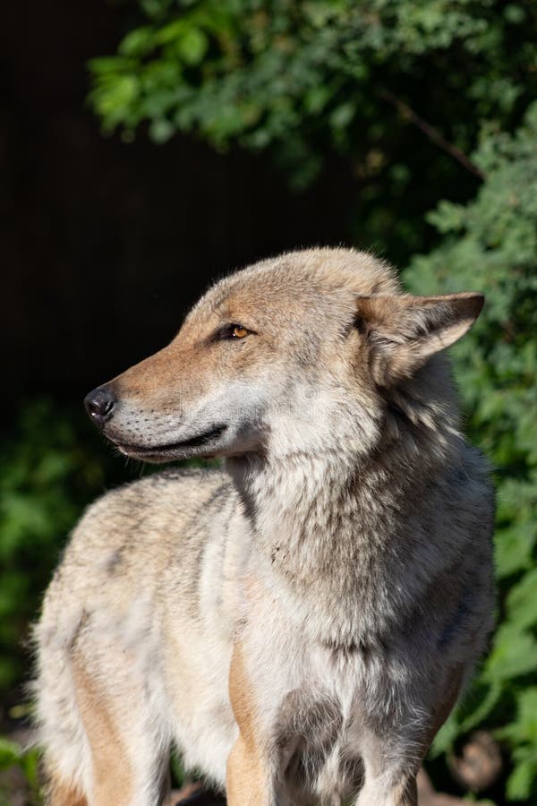 Porträt der Nahaufnahme des grauen Wolfs stockfotos Porträt der Nahaufnahme des grauen Wolfs stockfotos