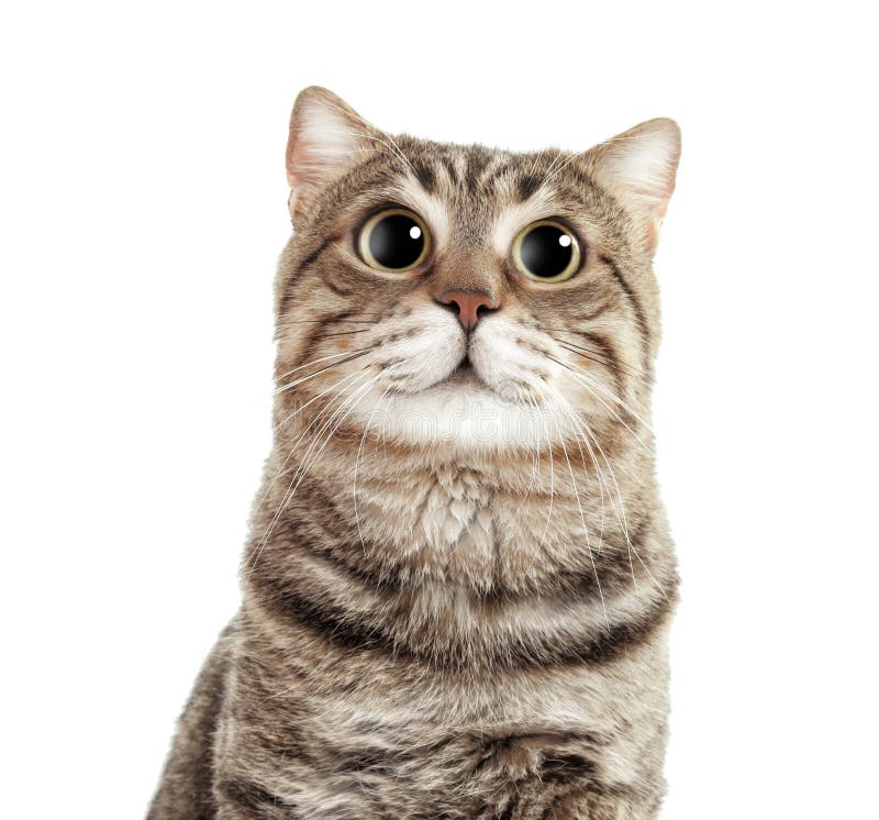 Porträt der netten lustigen Katze mit großen Augen lizenzfreie stockfotografie Porträt der netten lustigen Katze mit großen Augen lizenzfreie stockfotografie