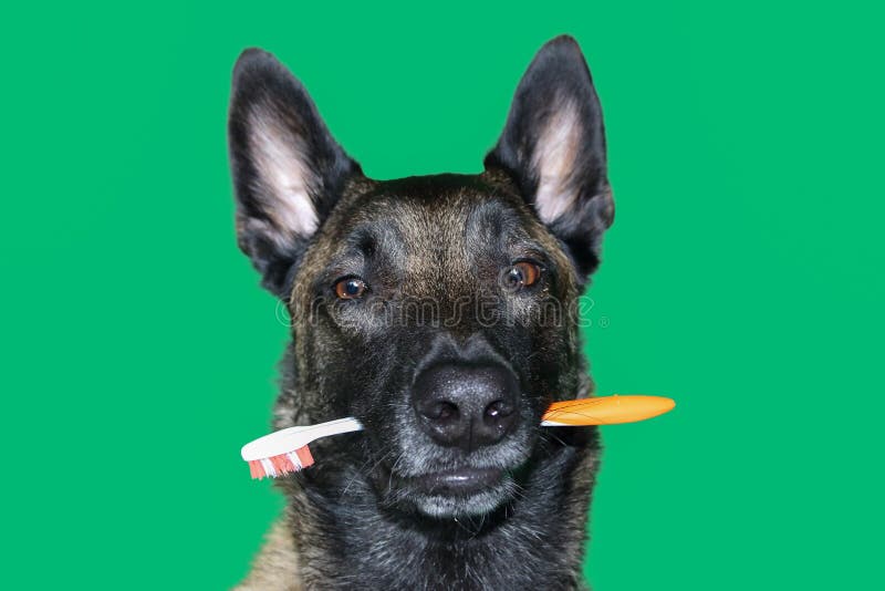 Porträt des Belgier Malinois-Schäferhundes mit einer Zahnbürste zwischen Zähnen für Hygiene und Zahnpflegen des Hundes auf grünem stockfoto Porträt des Belgier Malinois-Schäferhundes mit einer Zahnbürste zwischen Zähnen für Hygiene und Zahnpflegen des Hundes auf grünem stockfoto