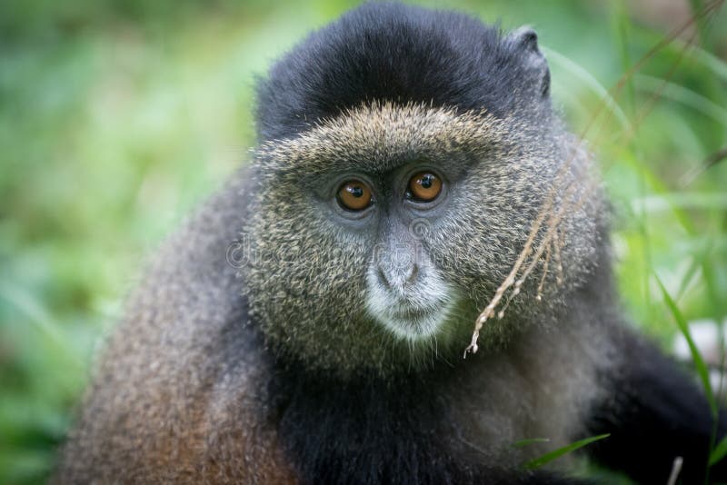 Portrait of mountain gorilla taken in the mountain slopes in Volcanoes National Park, Rwanda. Portrait of mountain gorilla taken in the mountain slopes in Volcanoes National Park, Rwanda