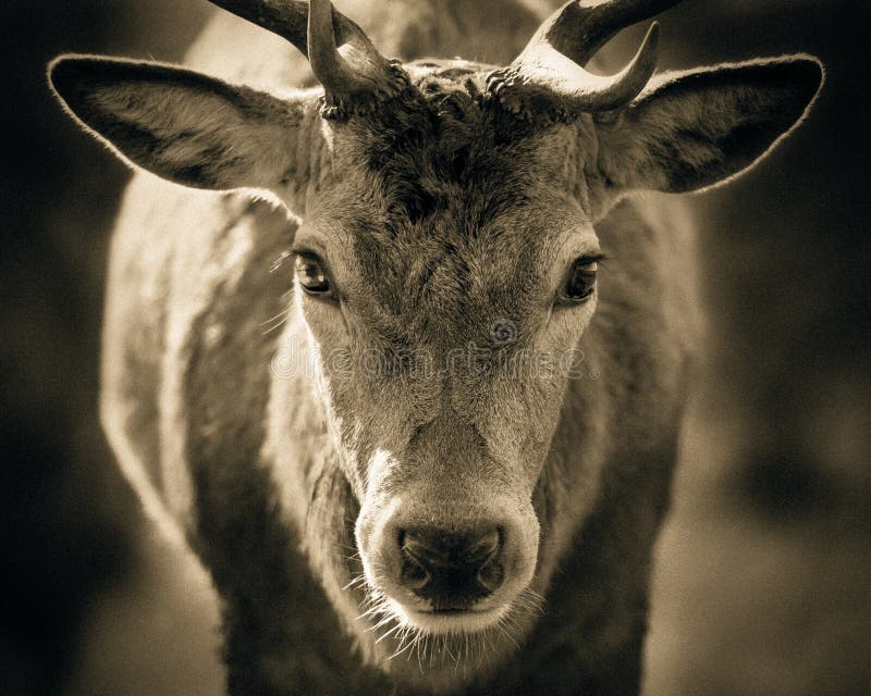 A beautiful red deer stag looks directly at the camera, the details of his kind looking face clearly visible. Taken at Wollaton Park, Nottingham, UK. Processing in tinted black and white. A beautiful red deer stag looks directly at the camera, the details of his kind looking face clearly visible. Taken at Wollaton Park, Nottingham, UK. Processing in tinted black and white.