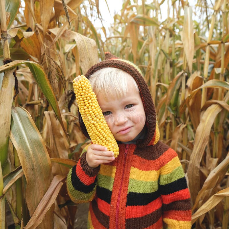 Porträt des freundlichen spielerischen lächelnden Kindes in der bunten gestrickten Pullover, die mit frischem Maiskolben auf Herbs lizenzfreie stockfotografie