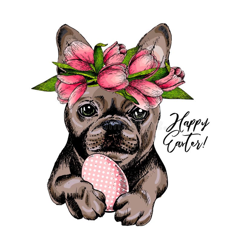 Porträt des Hundes der französischen Bulldogge mit tragender Tulpenkrone Ostereies Willkommener Frühling Hand gezeichneter farbig stock abbildung