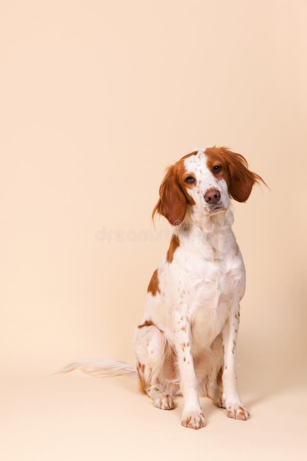 Porträt des Kreuzungs-Spaniels lizenzfreie stockbilder