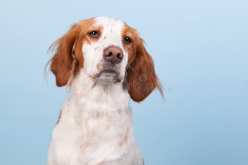Porträt des Kreuzungs-Spaniels stockbild