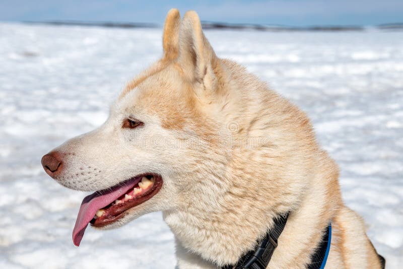 Porträt des Schlittenhunds in Island lizenzfreie stockfotos Porträt des Schlittenhunds in Island lizenzfreie stockfotos