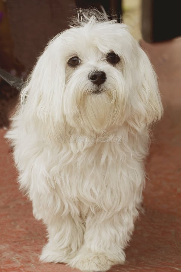 Porträt des weißen maltesischen Hundes, der mit ernstem herein schauen sitzt stockfoto Porträt des weißen maltesischen Hundes, der mit ernstem herein schauen sitzt stockfoto