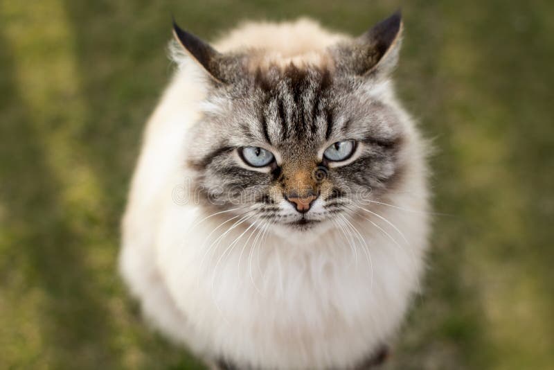 Porträt einer Katze, die oben mit, Gefühle von Tieren schaut stockfotos Porträt einer Katze, die oben mit, Gefühle von Tieren schaut stockfotos