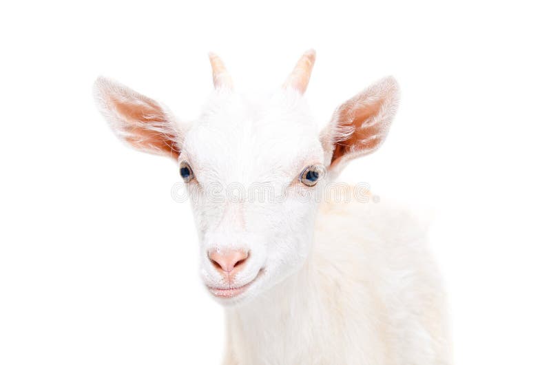Portrait of a smiling young goat isolated on white background. Portrait of a smiling young goat isolated on white background
