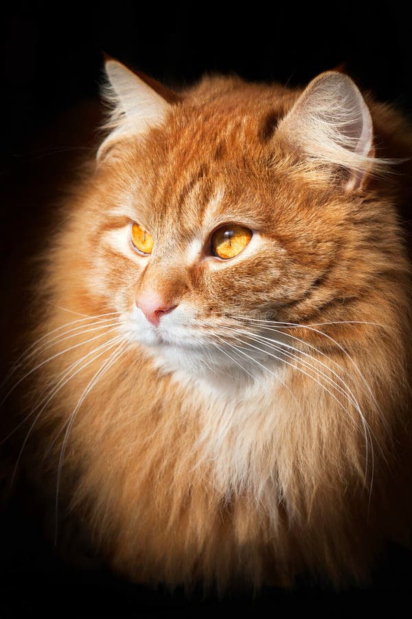 Porträt einer orange Katze, lokalisiert auf schwarzem Hintergrund stockfotos Porträt einer orange Katze, lokalisiert auf schwarzem Hintergrund stockfotos