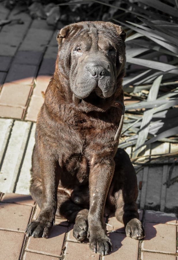 Porträt einer schwarzer Hundekämpfenden Zucht lizenzfreies stockbild Porträt einer schwarzer Hundekämpfenden Zucht lizenzfreies stockbild