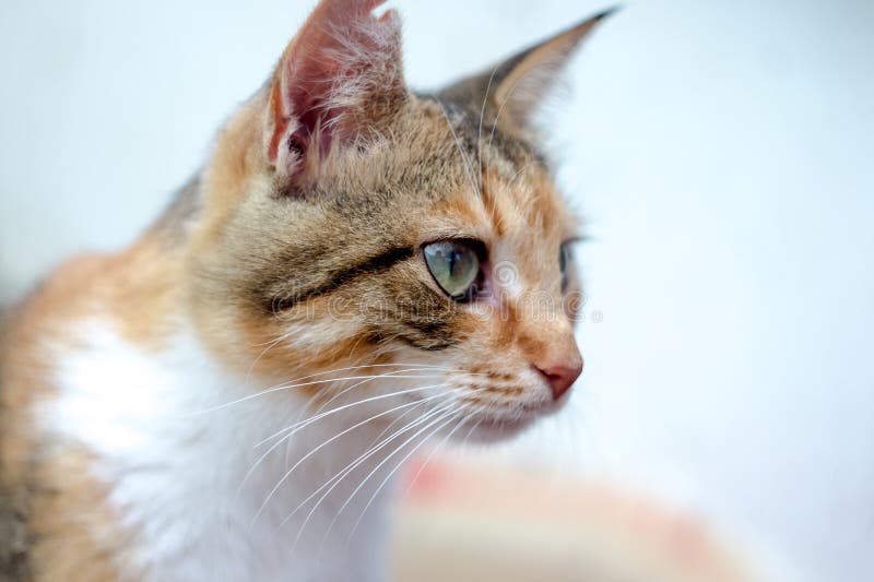 Porträt einer schönen rothaarigen Katze in der Landschaft lizenzfreie stockbilder Porträt einer schönen rothaarigen Katze in der Landschaft lizenzfreie stockbilder