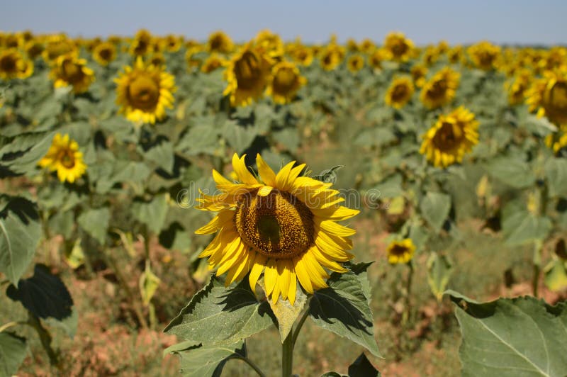 Porträt einer Sonnenblume, die The Sun mit vielen mehr Sonnenblumen hinten betrachtet Natur, Anlagen, Lebensmittelinhaltsstoffe