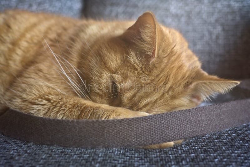Porträt einer süßen Ingwerkatze, die auf dem Sofa schläft. lizenzfreie stockfotos