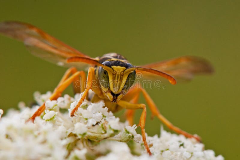 Portrait of a wasp on a flower close-up. Portrait of a wasp on a flower close-up