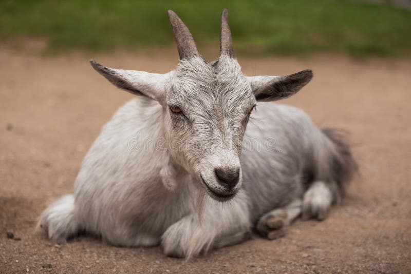 Porträt einer Ziege auf dem Bauernhof lizenzfreies stockfoto Porträt einer Ziege auf dem Bauernhof lizenzfreies stockfoto