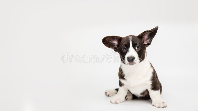 portrait of a charming cute cardigan welsh corgi puppy sitting on a white background joyful looking at the camera with a sad look. banner funny animals concept. portrait of a charming cute cardigan welsh corgi puppy sitting on a white background joyful looking at the camera with a sad look. banner funny animals concept