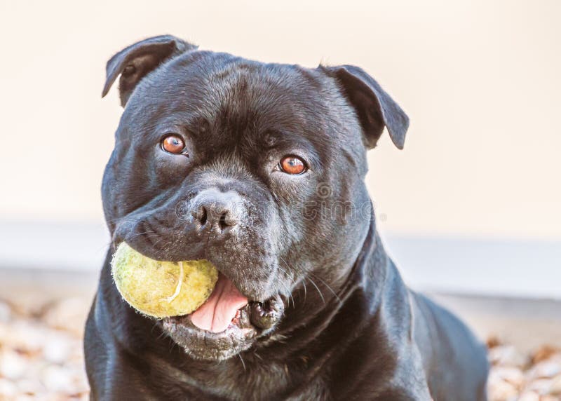 Porträt eines entzückenden schwarzen Staffordshire-Bullterriers, der die Kamera mit den großen netten runden Augen halten Tennisb lizenzfreies stockbild Porträt eines entzückenden schwarzen Staffordshire-Bullterriers, der die Kamera mit den großen netten runden Augen halten Tennisb lizenzfreies stockbild