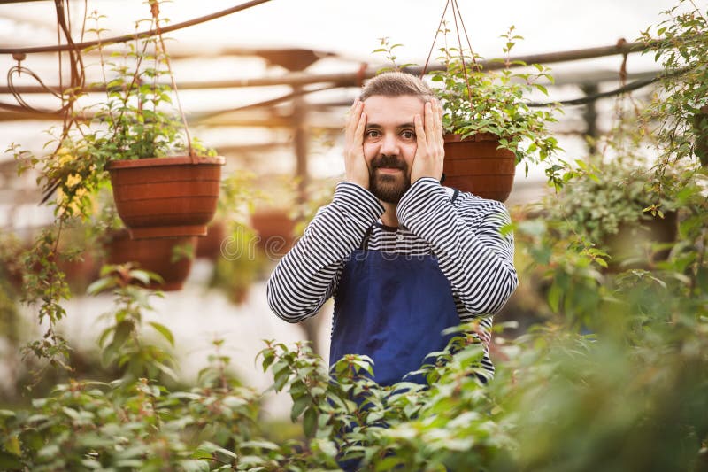 Portrait of gardener standing in the middle of plants, holding his face in palmsSmall greenhouse business. Offering wide range of plants during spring gardening season. Portrait of gardener standing in the middle of plants, holding his face in palmsSmall greenhouse business. Offering wide range of plants during spring gardening season.