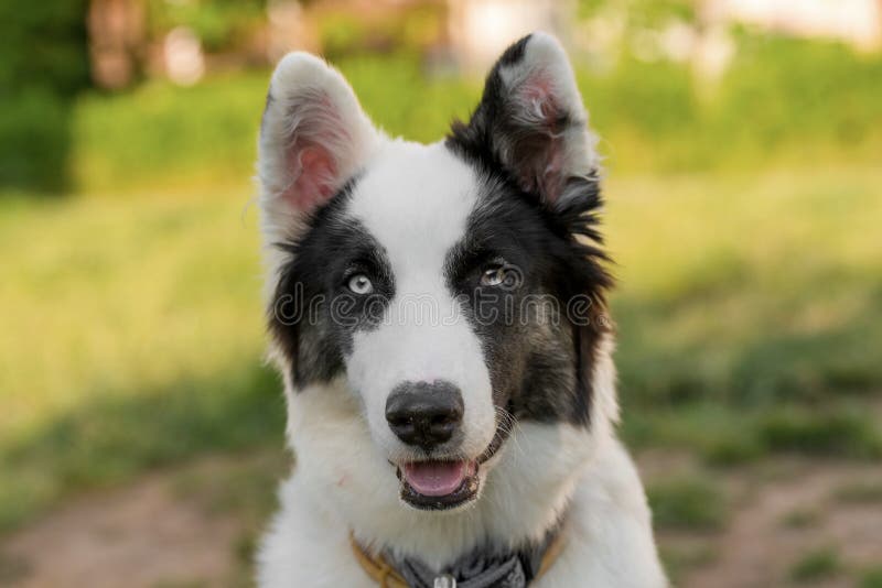 Porträt eines junges yakutian laika selektiven Fokus auf dem Hund stockfotos Porträt eines junges yakutian laika selektiven Fokus auf dem Hund stockfotos