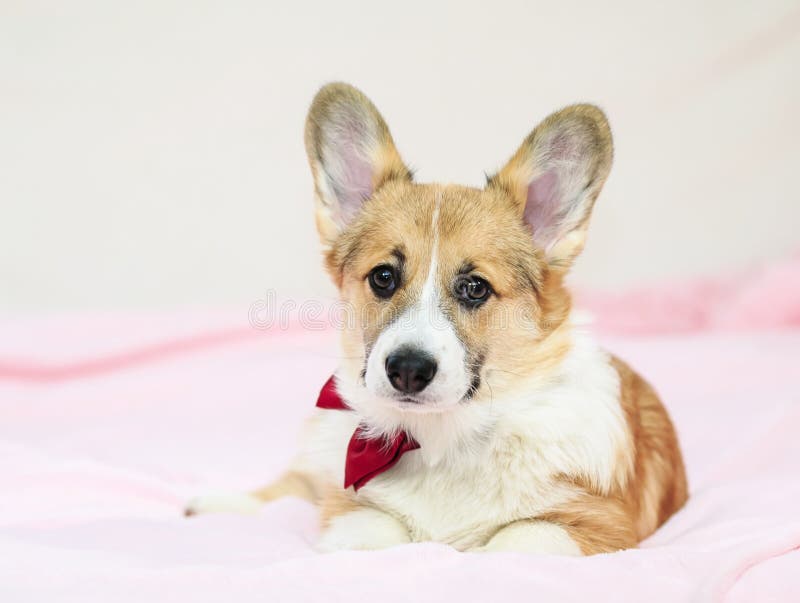 Porträt eines netten kleinen Corgiwelpen in einer festlichen roten Fliege und in einem gastuche, die auf einer flaumigen rosa Dec stockfotografie Porträt eines netten kleinen Corgiwelpen in einer festlichen roten Fliege und in einem gastuche, die auf einer flaumigen rosa Dec stockfotografie