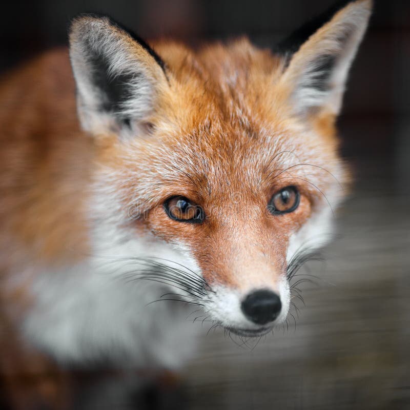 Porträt eines roten Fuchs lizenzfreie stockfotos