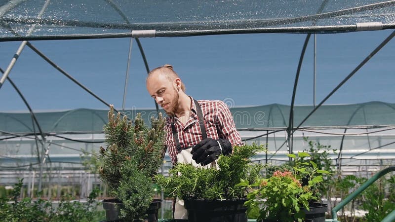 Porträt eines schönen Mannes in einem Gartenschutzblech, das Anlagen in einem großen Gewächshaus wässerte Sonniger Tag, schönes L