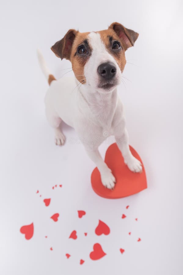 Porträt lustigen Hundesteckfassungs-Russell-Terriers mit Herzen. Valentinsgrußtagesgrußkarte stockbilder