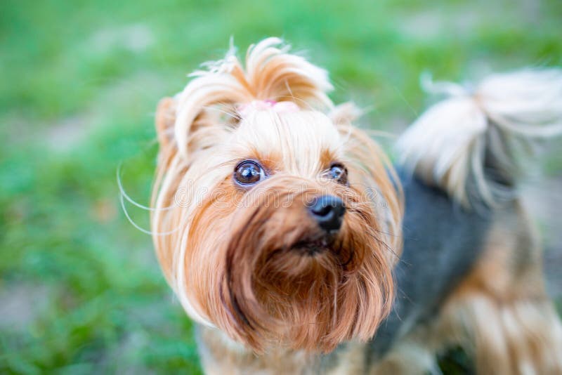 Porträt männlichen oder weiblichen Hundes Yorkshires Terrier lizenzfreie stockbilder Porträt männlichen oder weiblichen Hundes Yorkshires Terrier lizenzfreie stockbilder