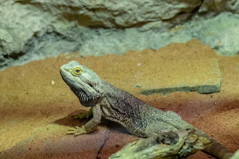 Porträt Pogona-vitticeps bärtigen Drachen in seinem Terrarium stockfotos Porträt Pogona-vitticeps bärtigen Drachen in seinem Terrarium stockfotos