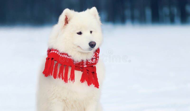Porträt schöner weißer Samoyedhund, der einen roten Schal sitzt auf Schnee im Winter trägt