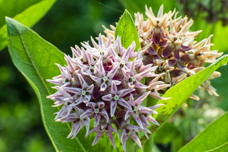 A stout, sparingly branched, pubescent perennial, 1 1/2-3 ft. tall, with large, oval, blue-green leaves and showy, spherical clusters of rose-colored flowers. Flowers occur at the top of the stem and on stalks from leaf axils. A grayish, velvety plant with erect leafy stems and with umbels of star-like pinkish flowers in upper axils and at top. Sap milky.

This species is closely related to the Common milkweed, A. syriaca, with which it sometimes hybridizes at the eastern limits of its distribution. These species are similar in appearance and growth form tall and robust, but can be distinguished by the layer of fine white hairs on A. speciosa and flowers that look like small crowns. Unlike A. syriaca, A. speciosa does not form large clones. A stout, sparingly branched, pubescent perennial, 1 1/2-3 ft. tall, with large, oval, blue-green leaves and showy, spherical clusters of rose-colored flowers. Flowers occur at the top of the stem and on stalks from leaf axils. A grayish, velvety plant with erect leafy stems and with umbels of star-like pinkish flowers in upper axils and at top. Sap milky.

This species is closely related to the Common milkweed, A. syriaca, with which it sometimes hybridizes at the eastern limits of its distribution. These species are similar in appearance and growth form tall and robust, but can be distinguished by the layer of fine white hairs on A. speciosa and flowers that look like small crowns. Unlike A. syriaca, A. speciosa does not form large clones.