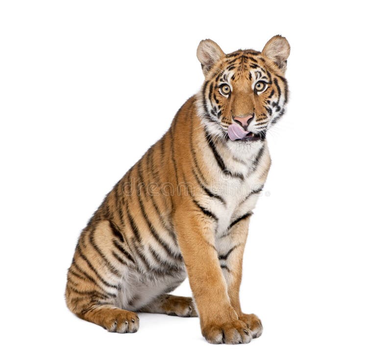Porträt von Bengal-Tiger, Panthera der Tigris der Tigris, einjährig stockfotografie Porträt von Bengal-Tiger, Panthera der Tigris der Tigris, einjährig stockfotografie