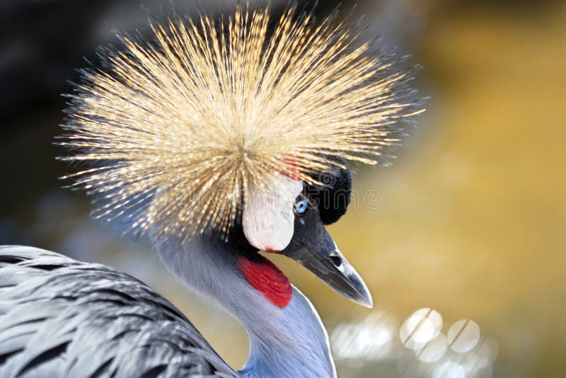 Porträt von Grey Crowned Crane (Balearica-regulorum) stockfotografie Porträt von Grey Crowned Crane (Balearica-regulorum) stockfotografie