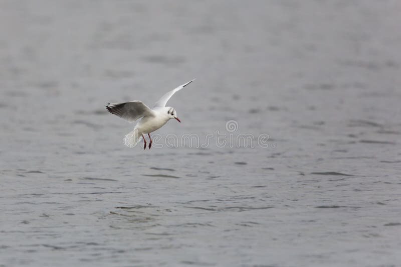 Porträt von Landungslachmöwe Larus ridibundus stockbild Porträt von Landungslachmöwe Larus ridibundus stockbild