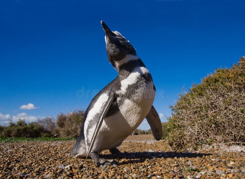 Porträt von Magellanic-Pinguinen Nahaufnahme argentinien Halbinsel Valdes lizenzfreies stockfoto Porträt von Magellanic-Pinguinen Nahaufnahme argentinien Halbinsel Valdes lizenzfreies stockfoto