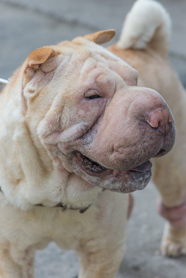 Porträt von Shar-Peinahaufnahme stockbilder Porträt von Shar-Peinahaufnahme stockbilder