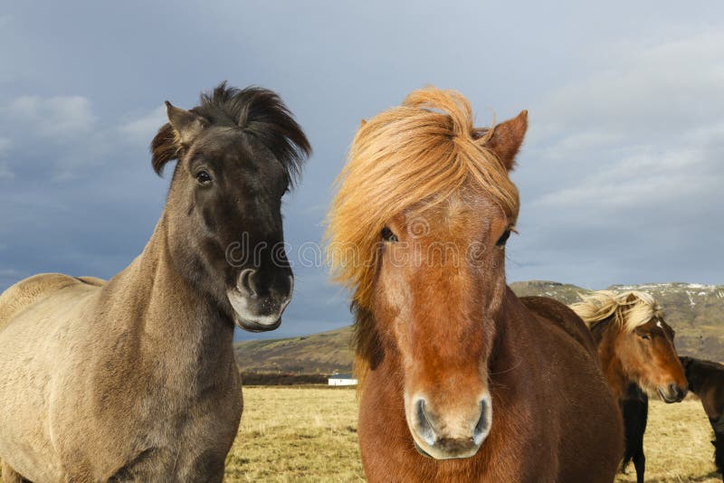 Porträt von zwei Island-Ponys lizenzfreies stockbild Porträt von zwei Island-Ponys lizenzfreies stockbild
