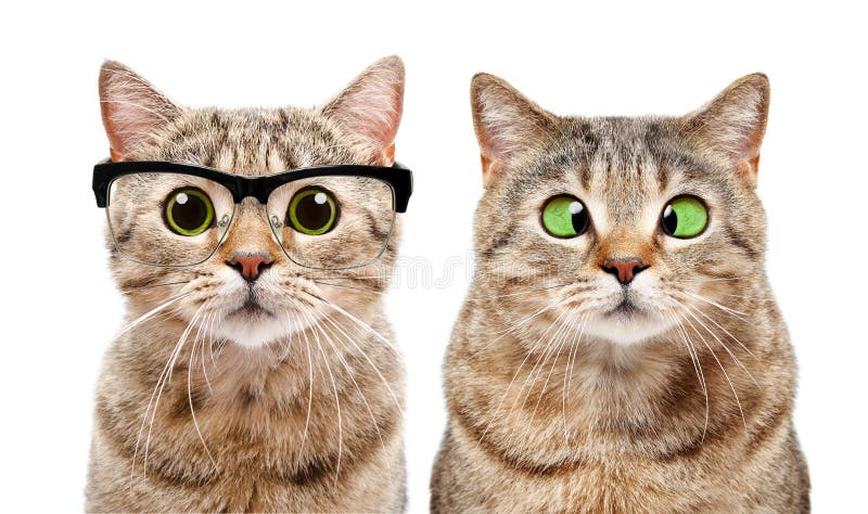 Porträt von zwei netten Katzen mit Augenkrankheiten