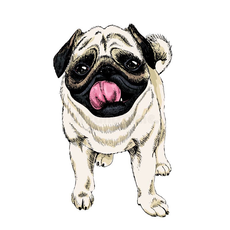 Porträt wenigen netten Pug Hand gezeichnete farbige Vektorillustration Gravierte ausführliche inländischer Hundezeichnung ein get stock abbildung