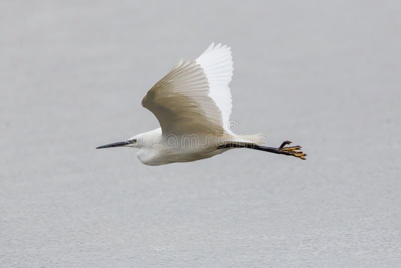 Porträtseidenreiher Egretta garzetta, das über Wasser surfa fliegt lizenzfreie stockbilder Porträtseidenreiher Egretta garzetta, das über Wasser surfa fliegt lizenzfreie stockbilder